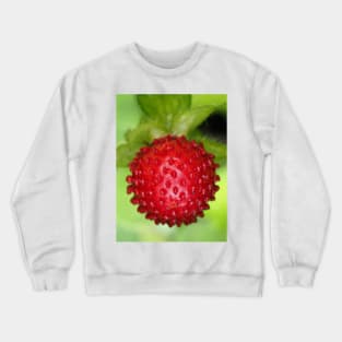 Red berry of Potentilla indica - mock strawberry Crewneck Sweatshirt